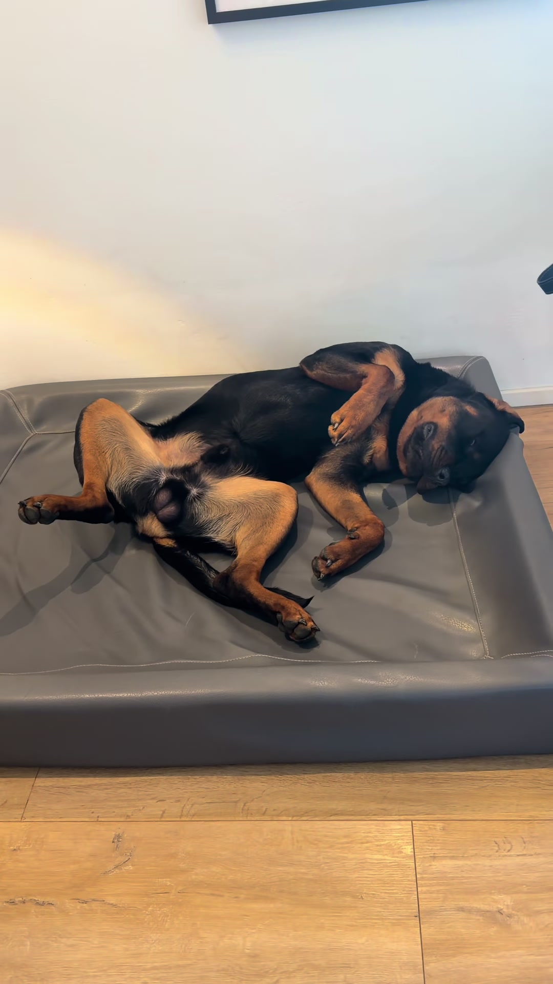 @JAGGER - the German Rottweiler