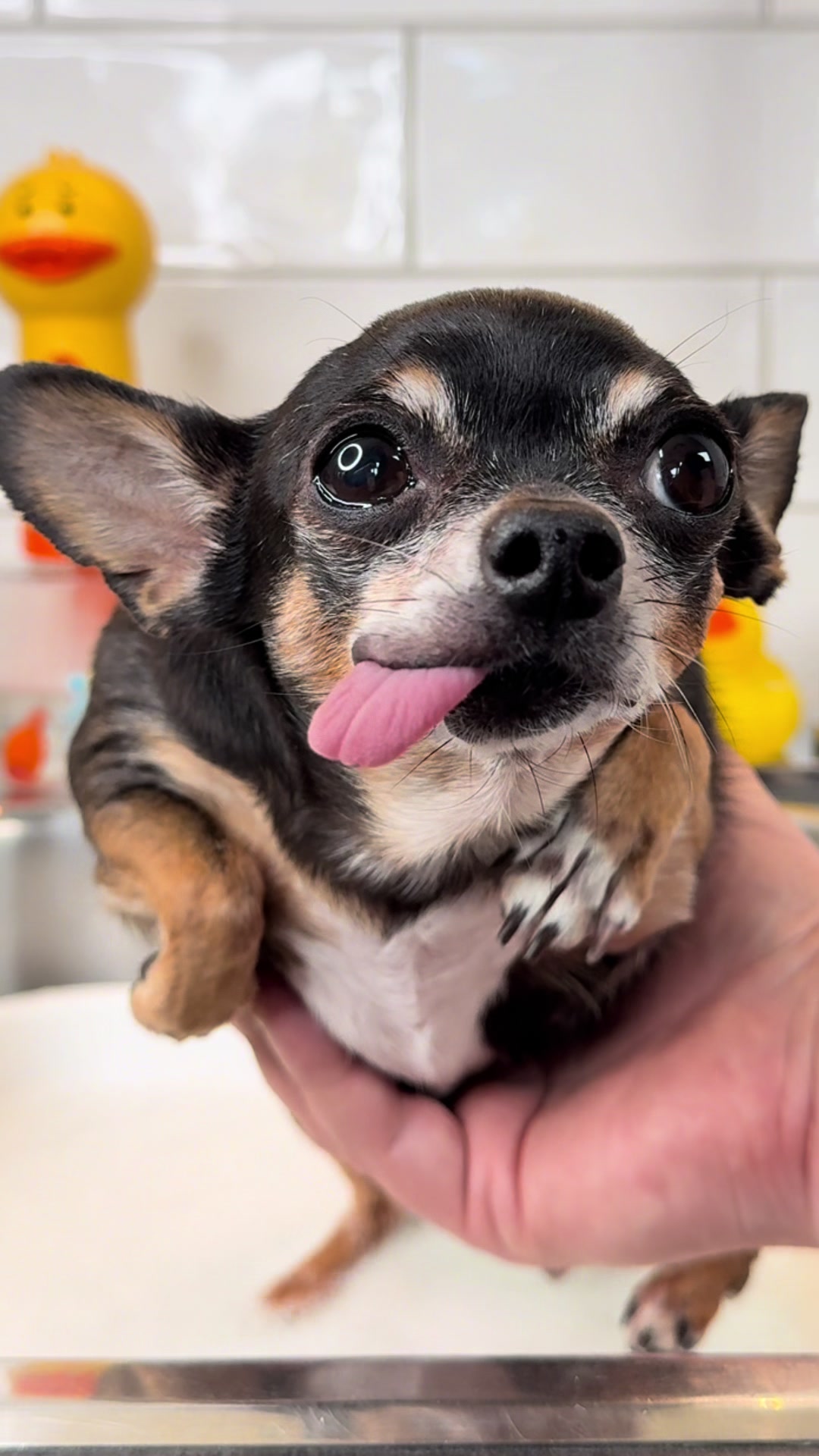 @Tiny Chihuahua Cedric & Maya
