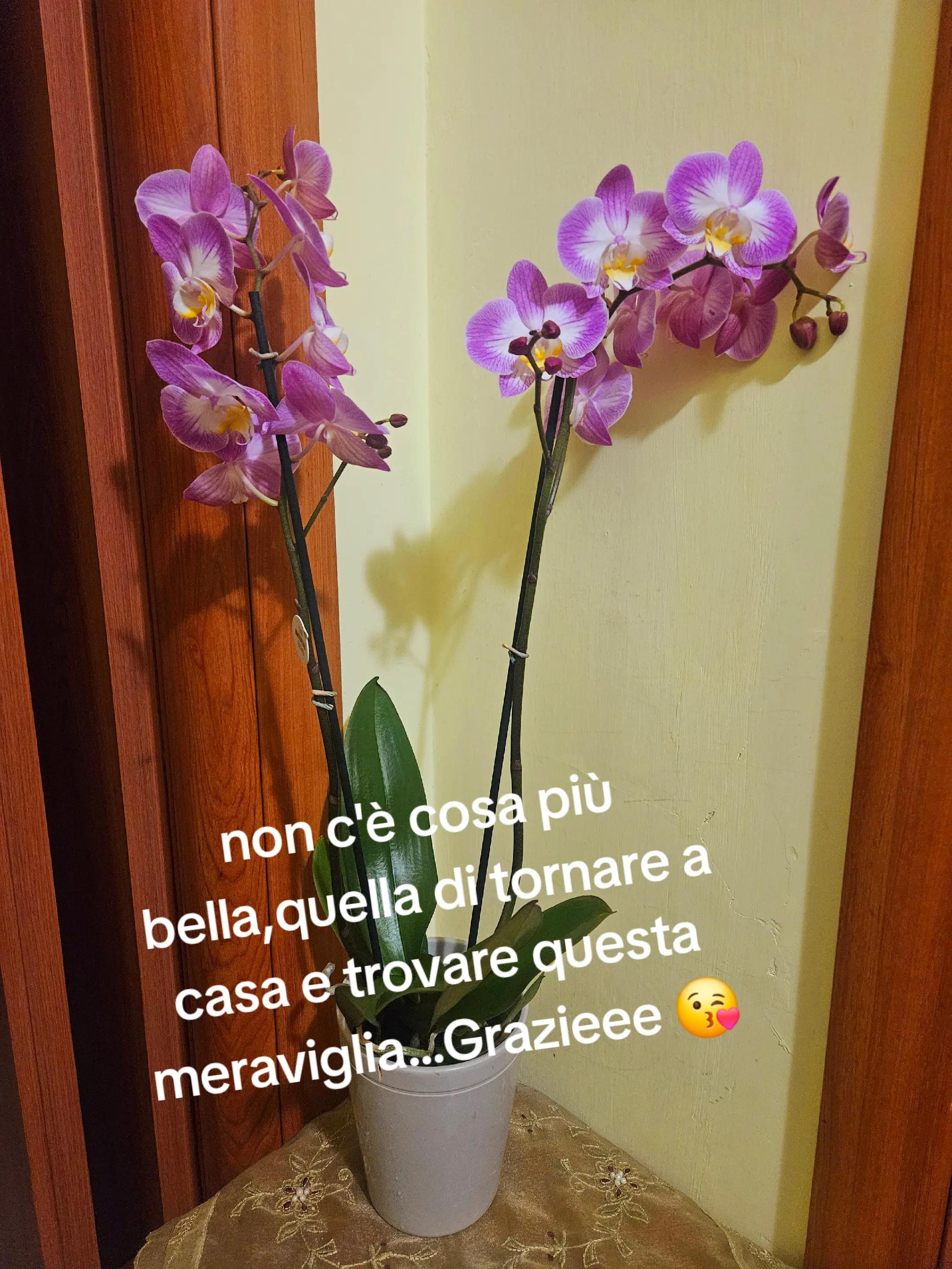 @Maretta Sprecacenere