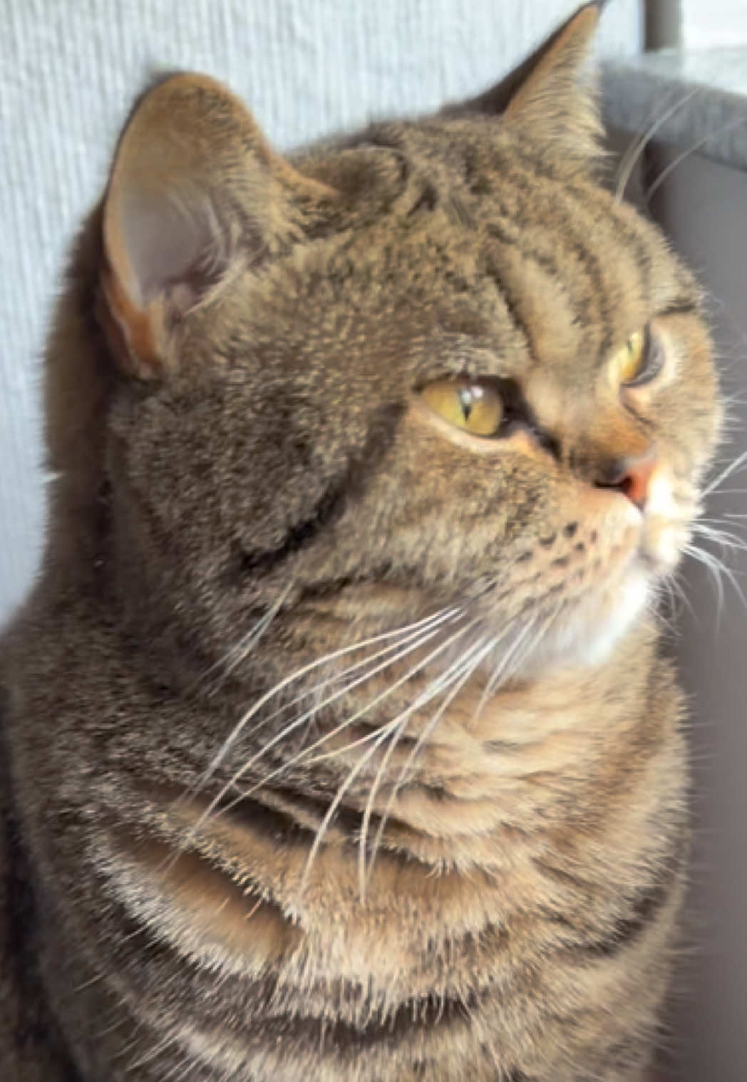 @Sonja_Kitty-Cat