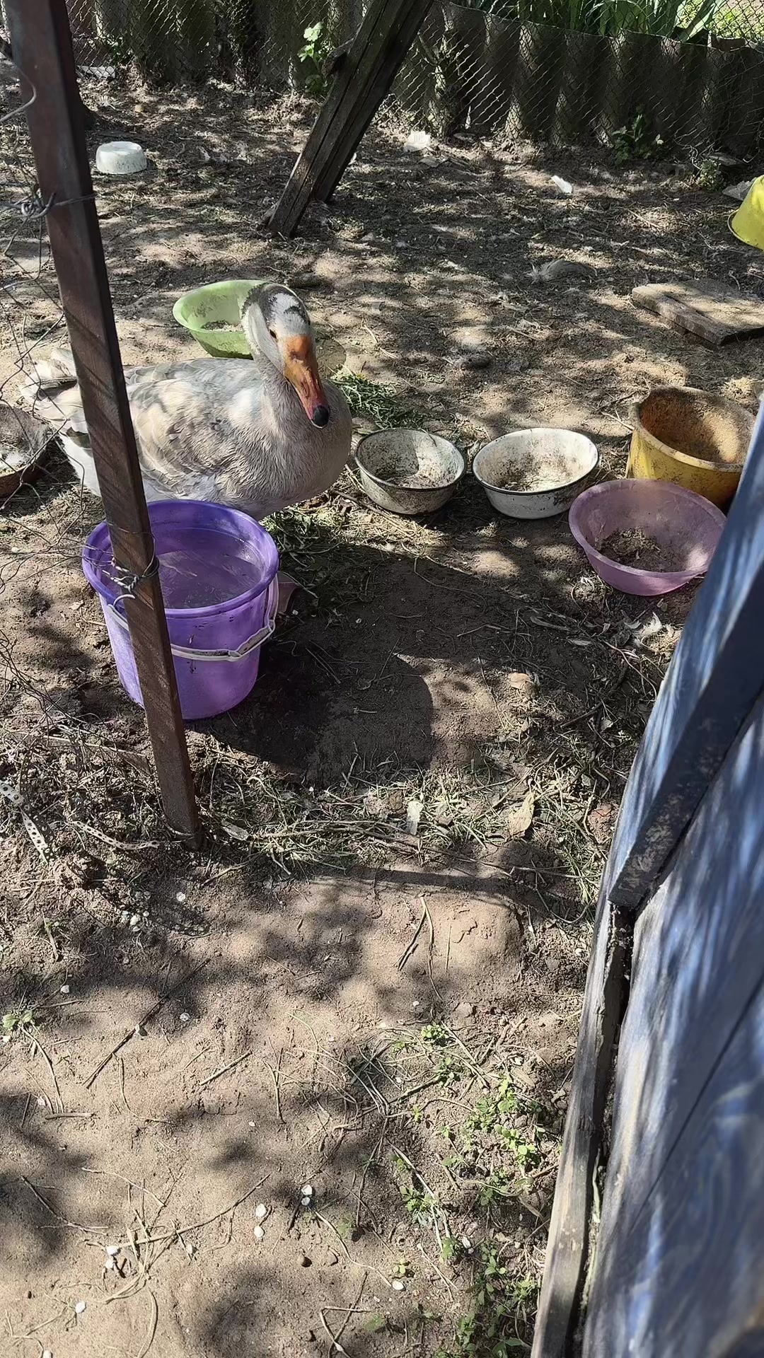 @goose_semyon