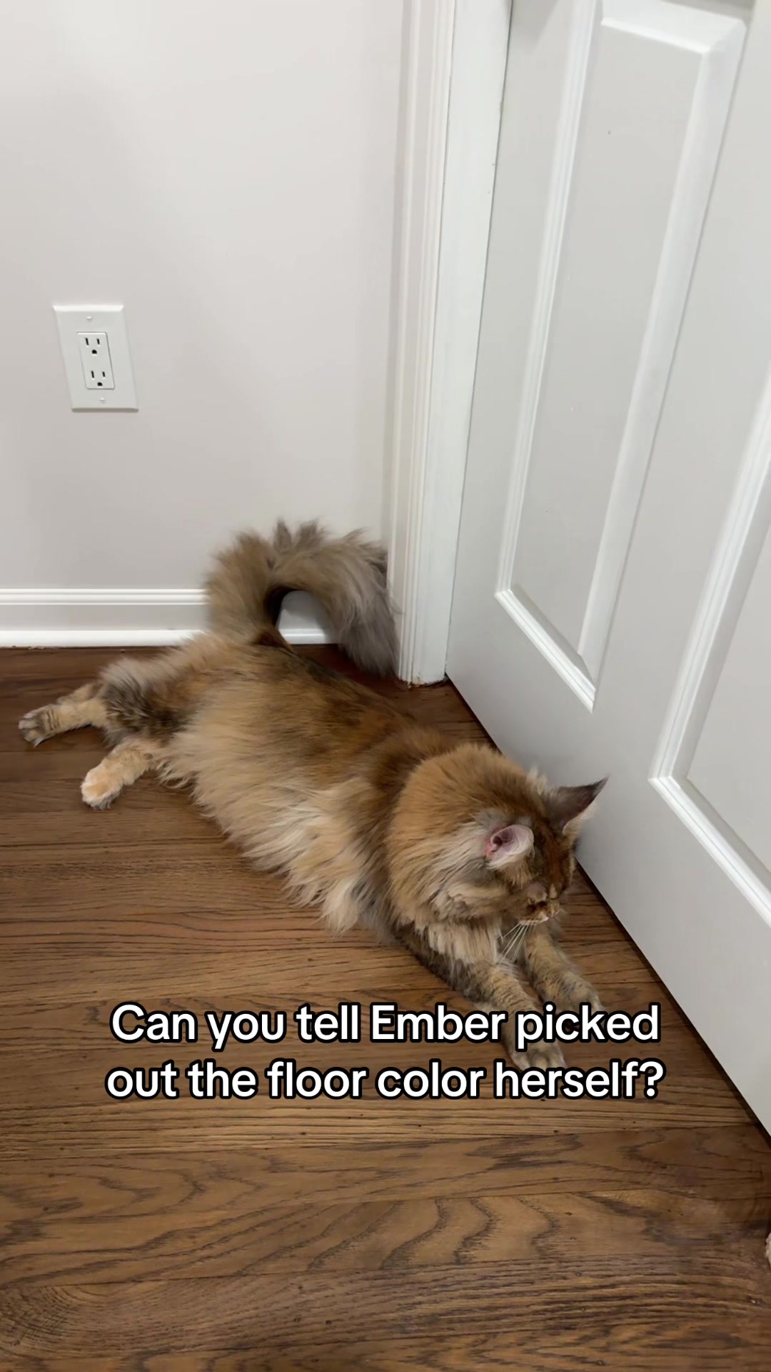 @Theo & Ember 🐈🐈⬛