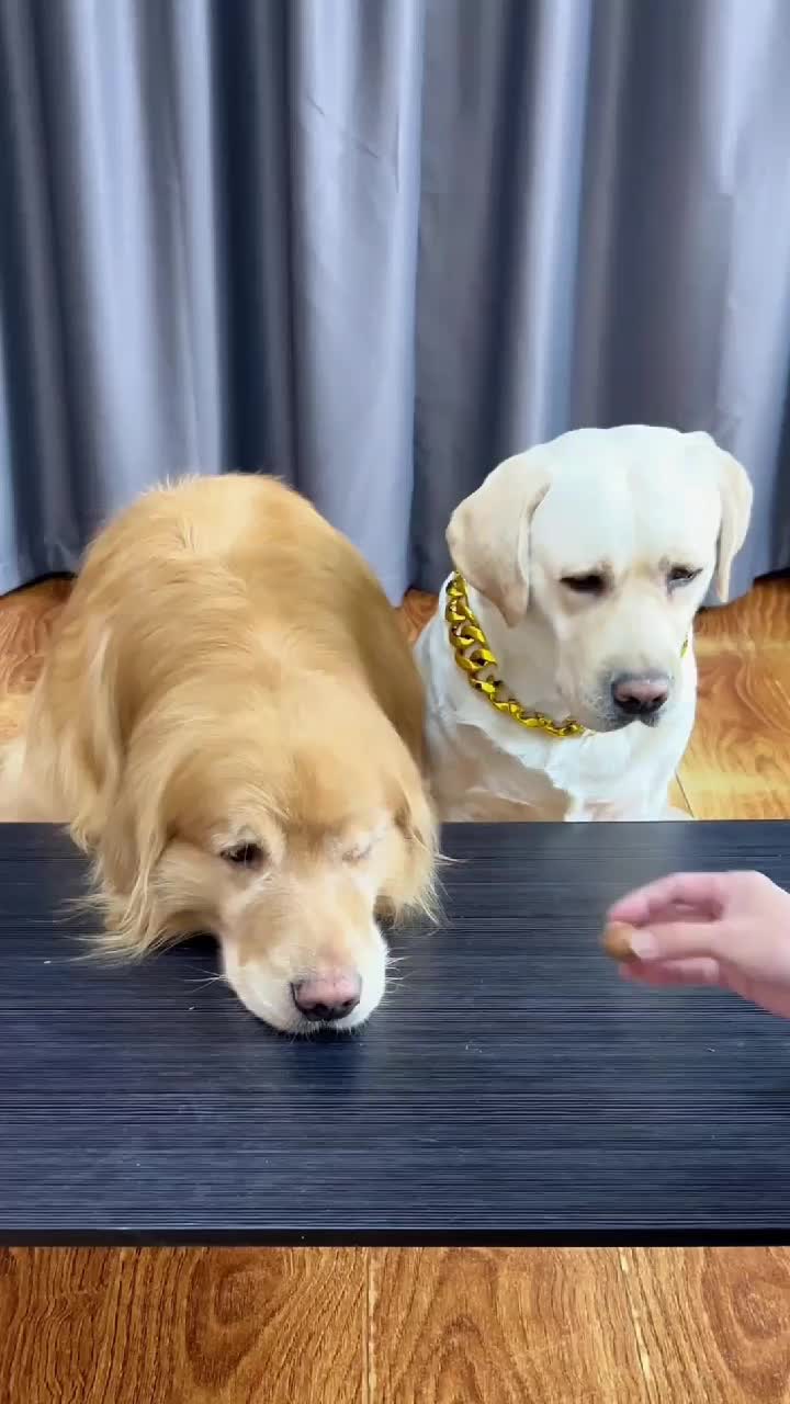 @dogadoption
