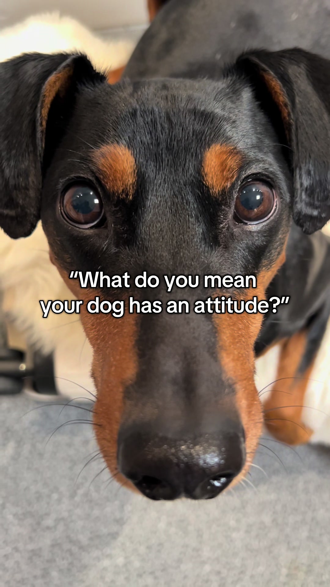 @AlvaTheHotDog
