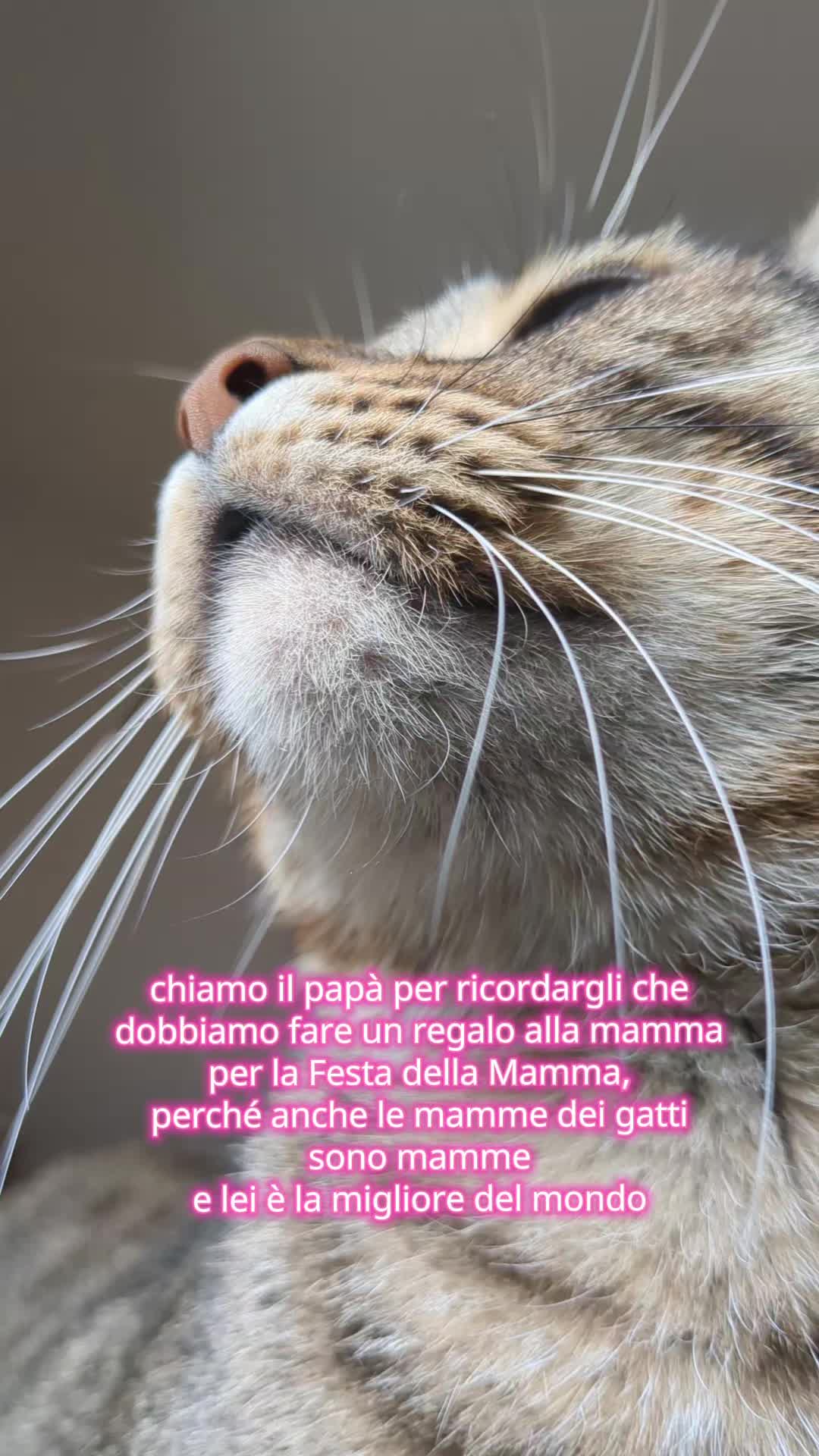 @Lello The Cat