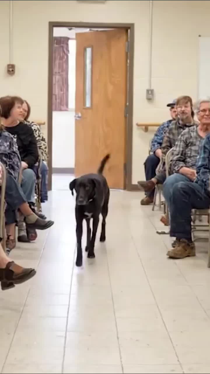 @dogadoption
