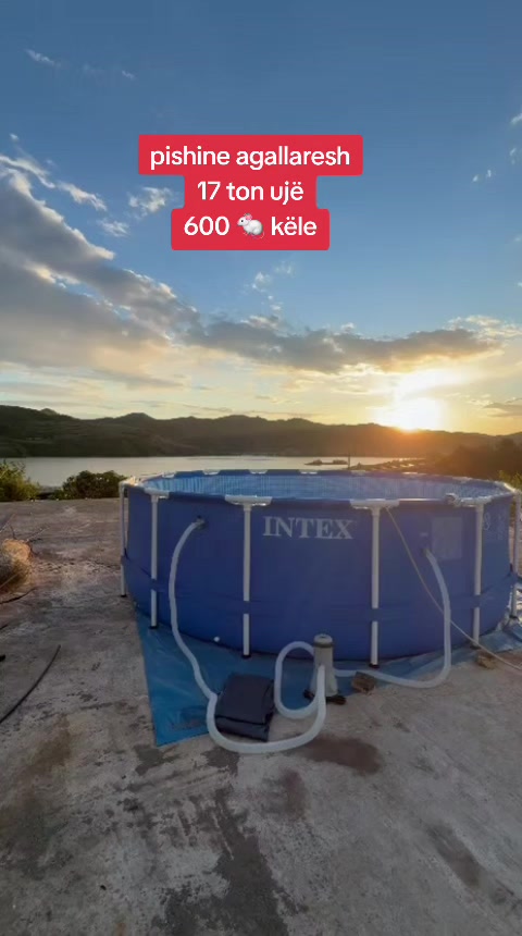 @intex albania