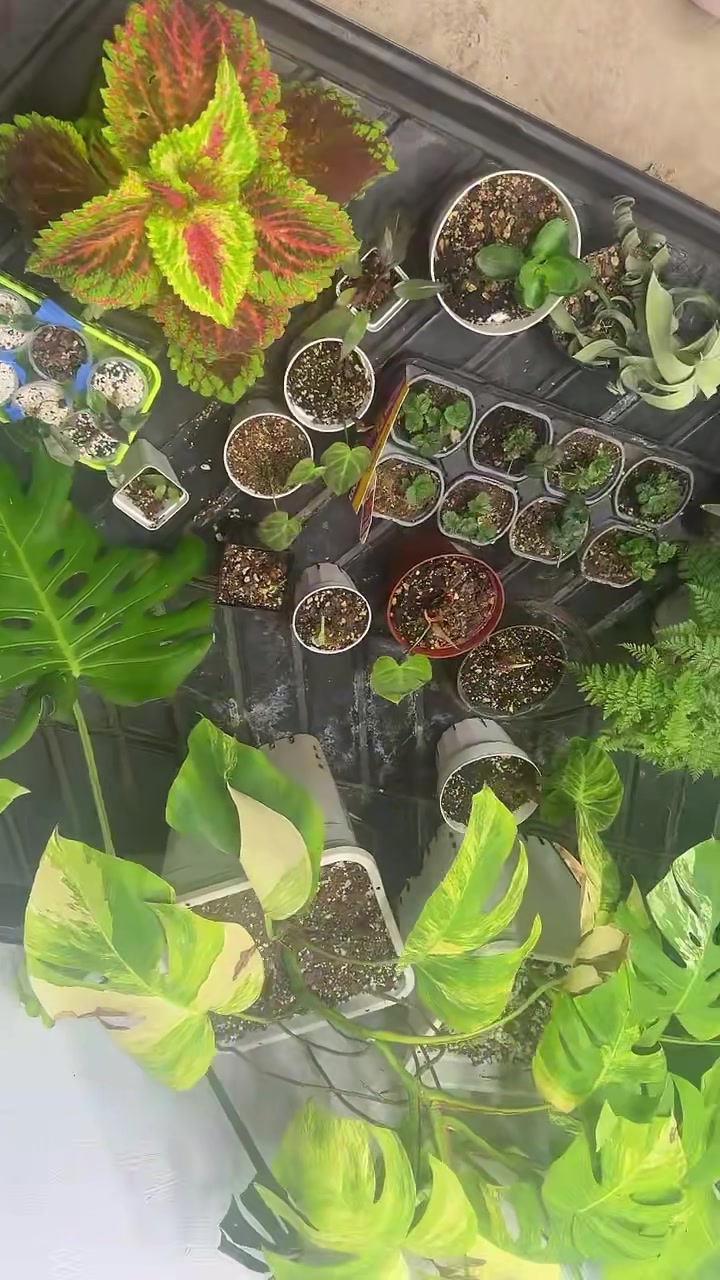 @plantifullife