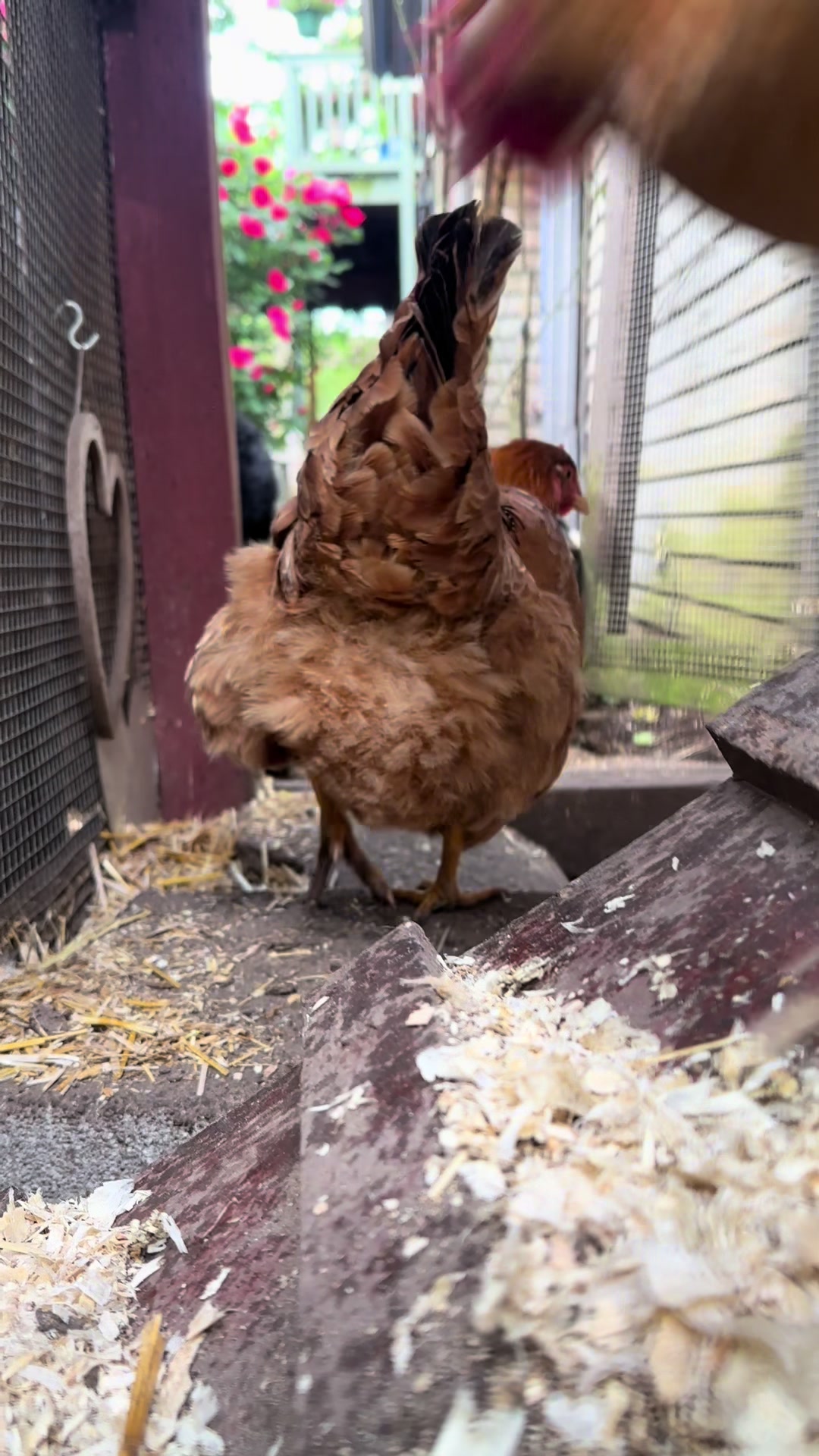 @FusterCluck Farm