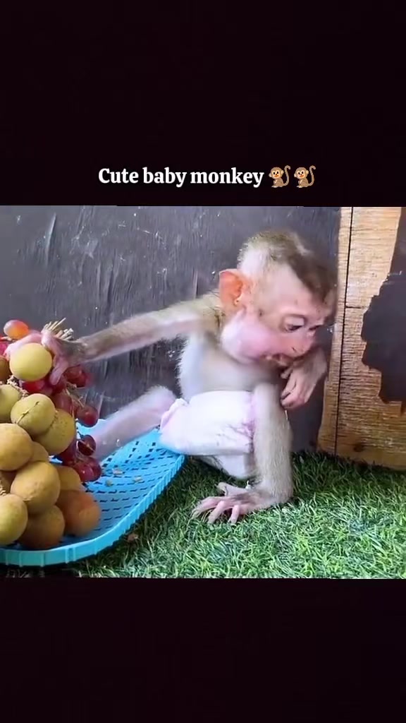 @Monkay Baby