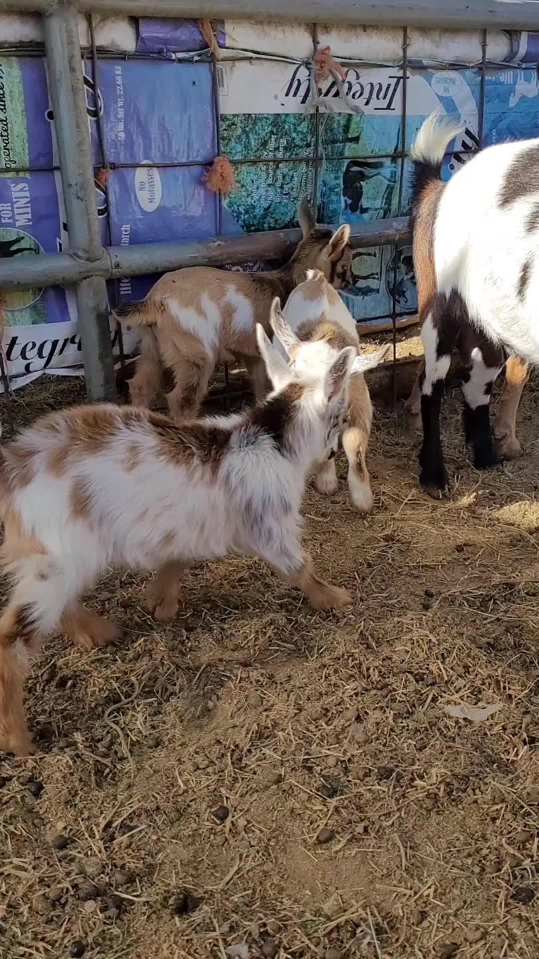 @VioletHorizonsFarm