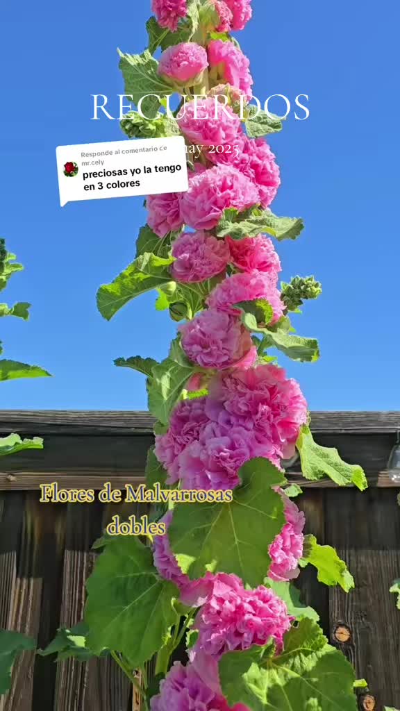 @𝔼𝕝 𝕛𝕒𝕣𝕕𝕚𝕟𝕕𝕖𝕐𝕠𝕪𝕒