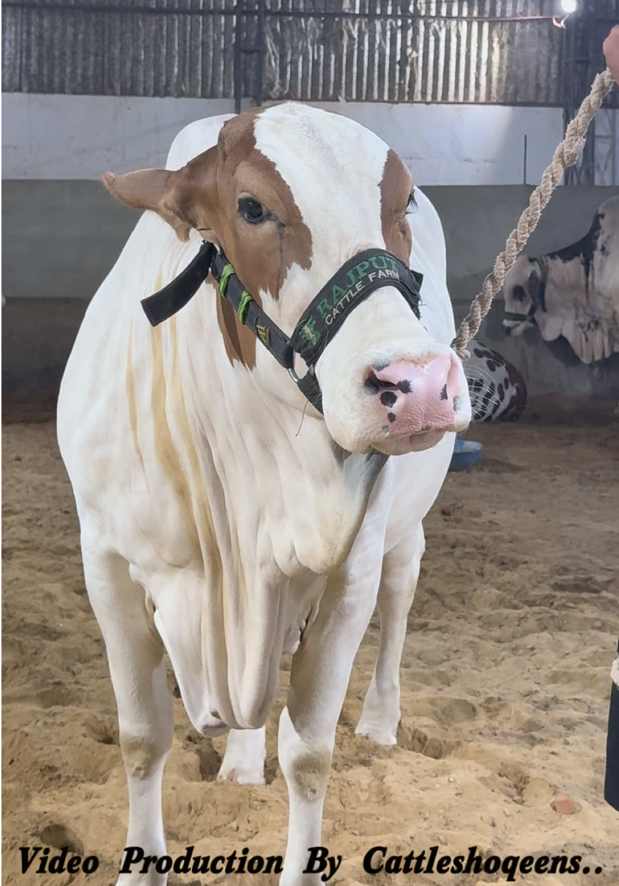 @cow lover😍