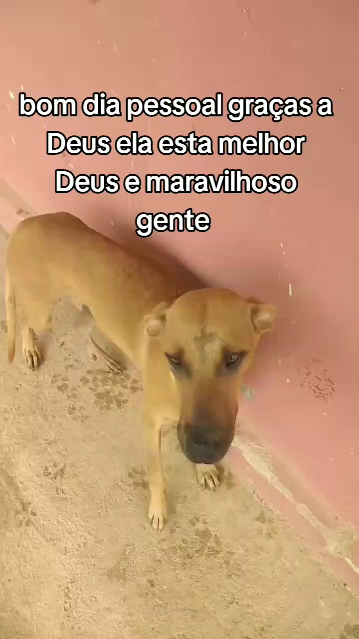 @Cãozinhoabandonado