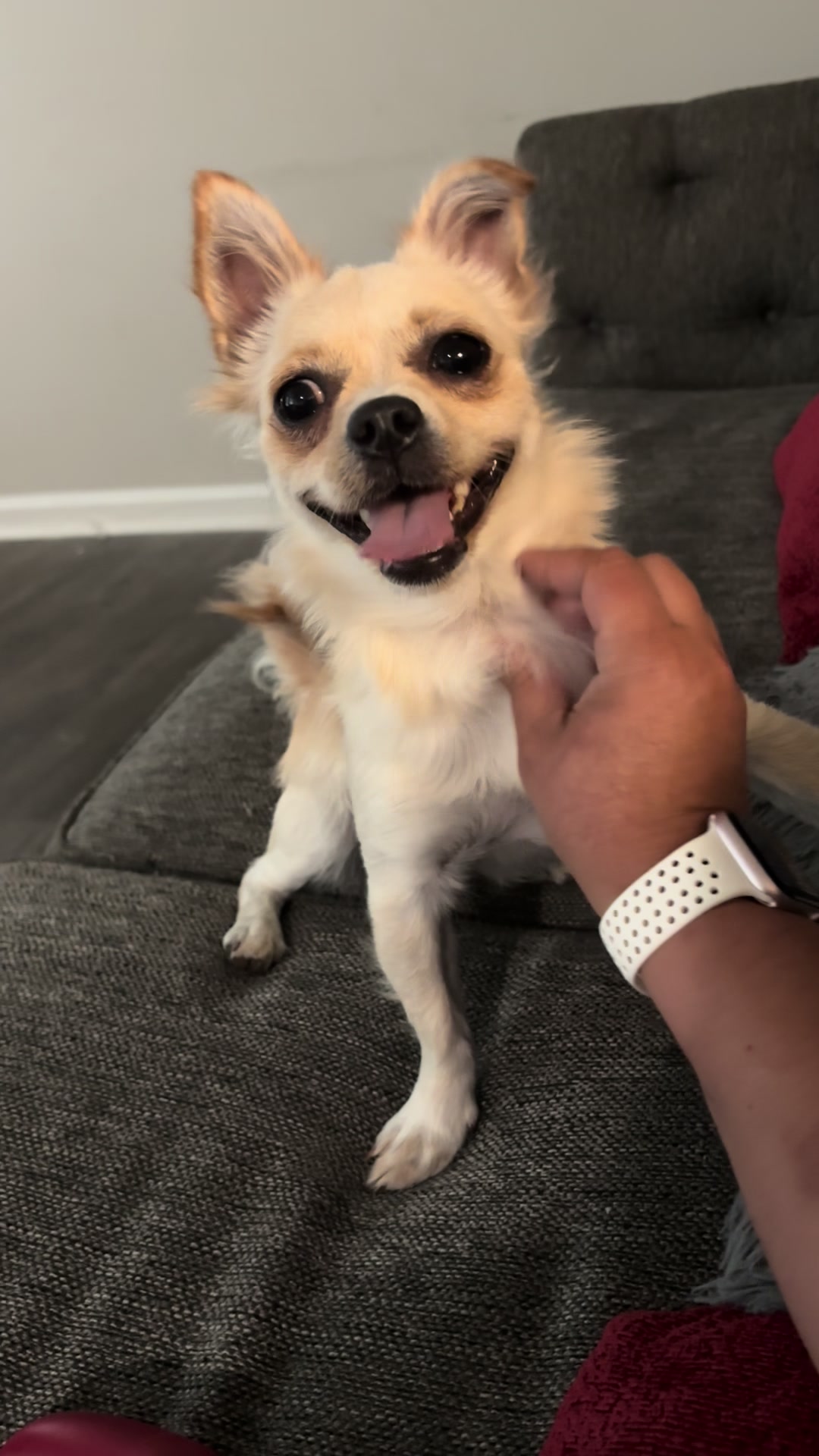 @🐕🐾MayaTheChihuahua🐾🐕