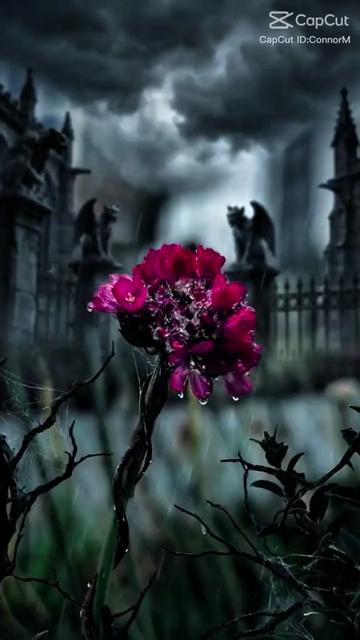 @🎼D🎼a🎼v🎼e🎼🏴󠁧󠁢󠁳󠁣󠁴󠁿❌