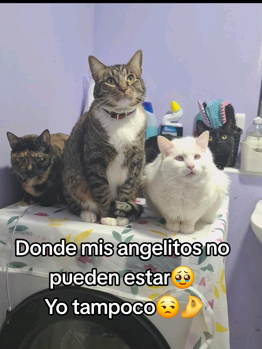 @MichiLovers&reg;