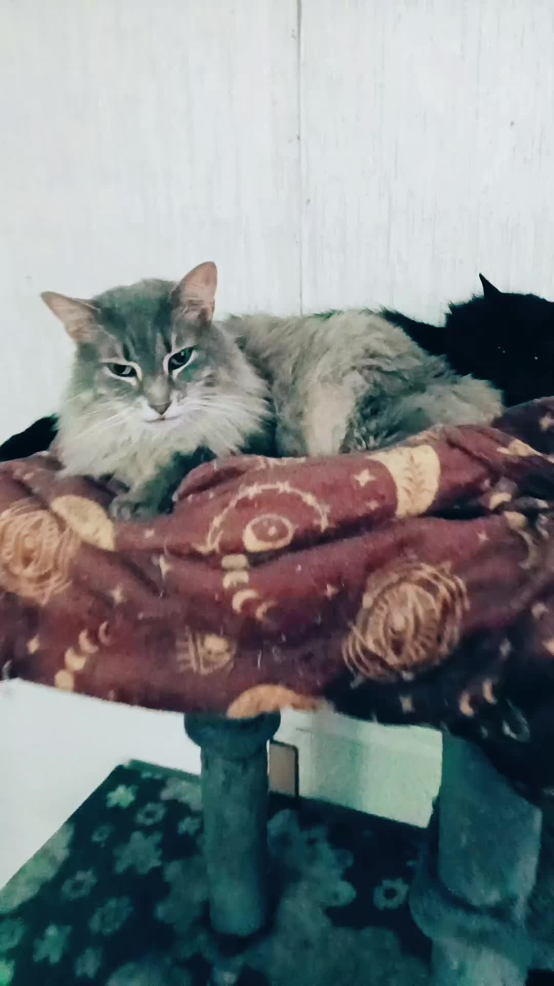 @The Metal Cat Dad!🐈🐈&zwj;⬛🐾🤘
