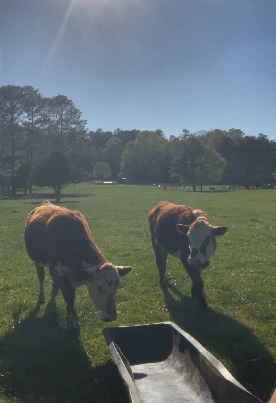 @Georgia Farm Girl