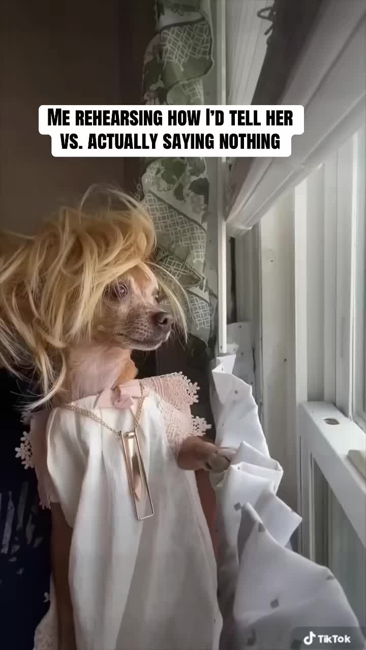 @_roxy_the_chihuahua