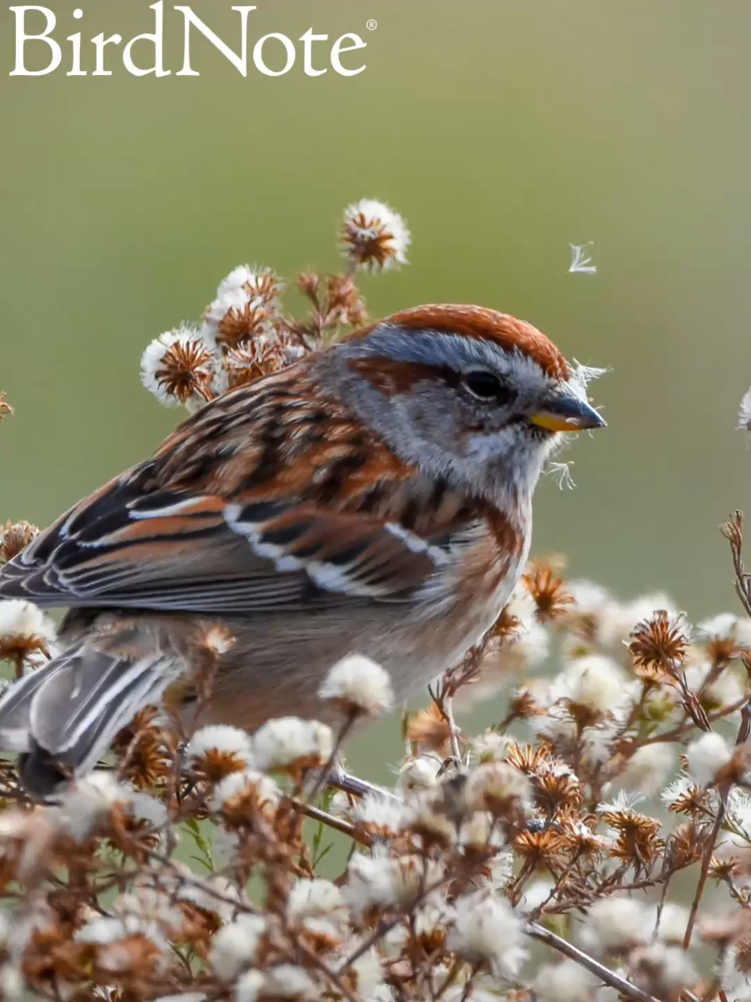 @BirdNote