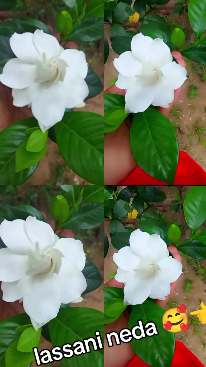 @චූටි දොණි 🌼🌼🥰🥰