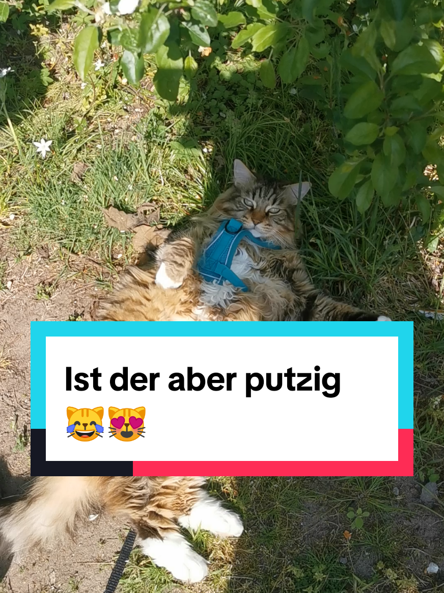 @animalslover
