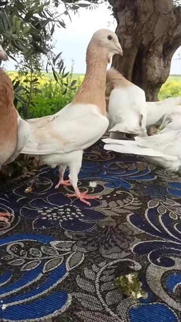 @أمين سلات