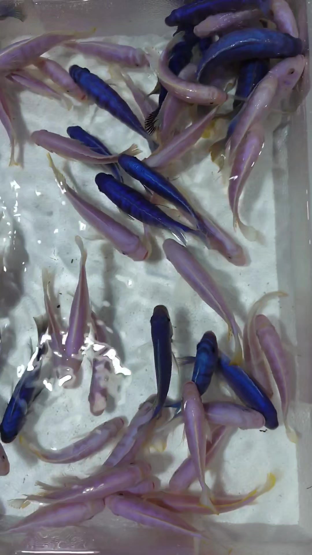 @Long life pet fish co. Ltd