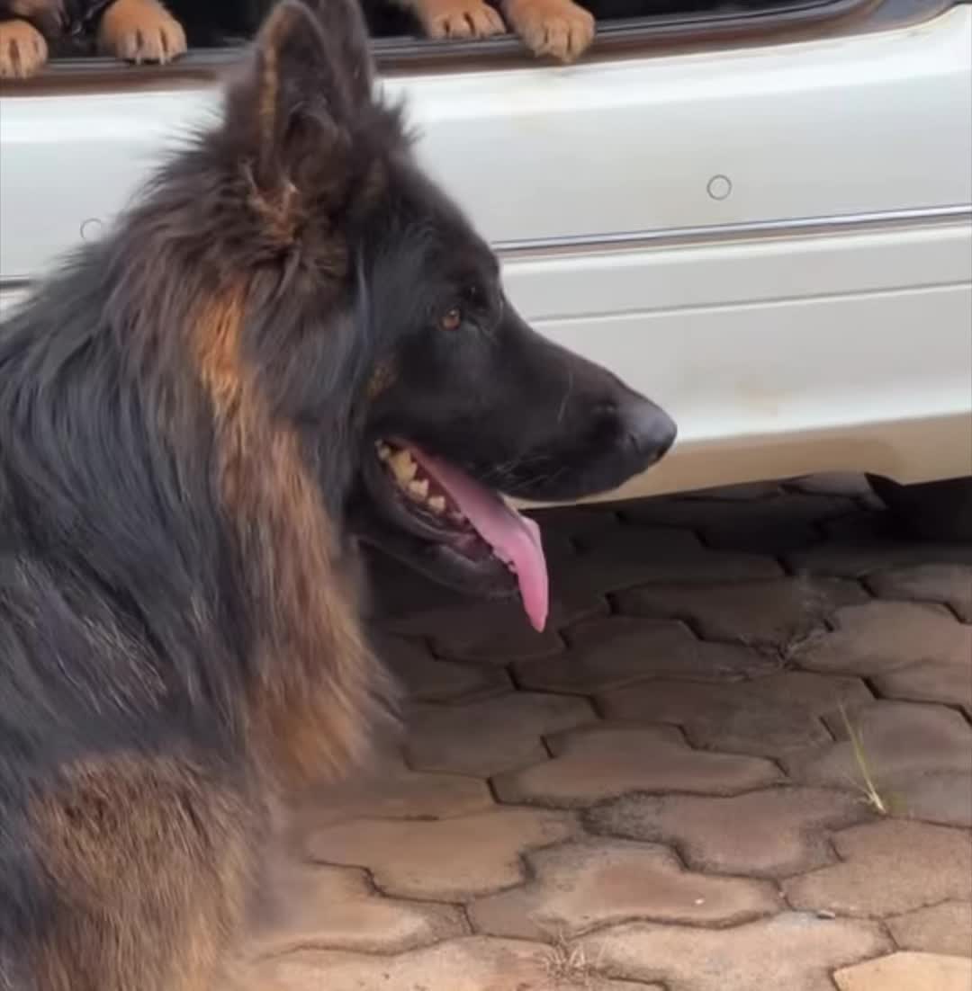 @DracularDogKennels🐶🇿🇼