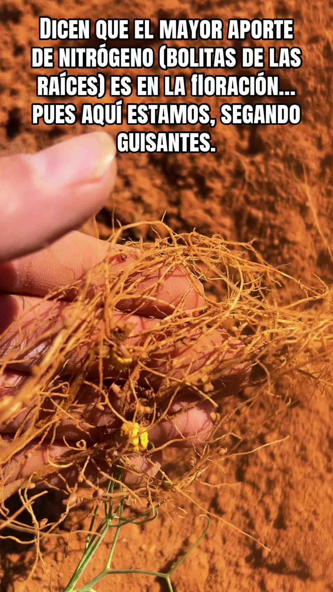 @Jota Agricultura