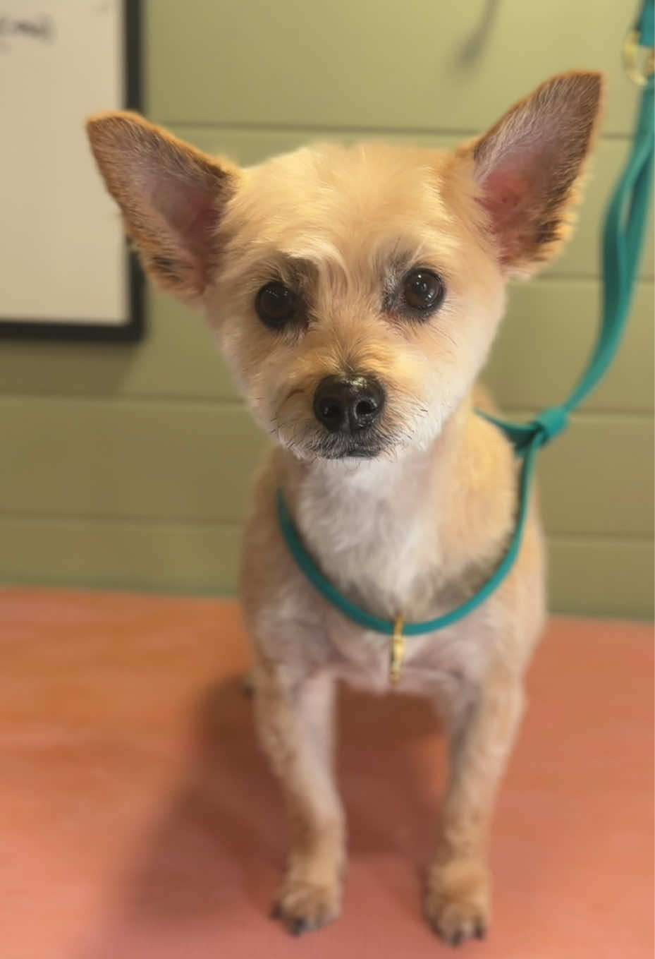 @hollyshoundsgrooming