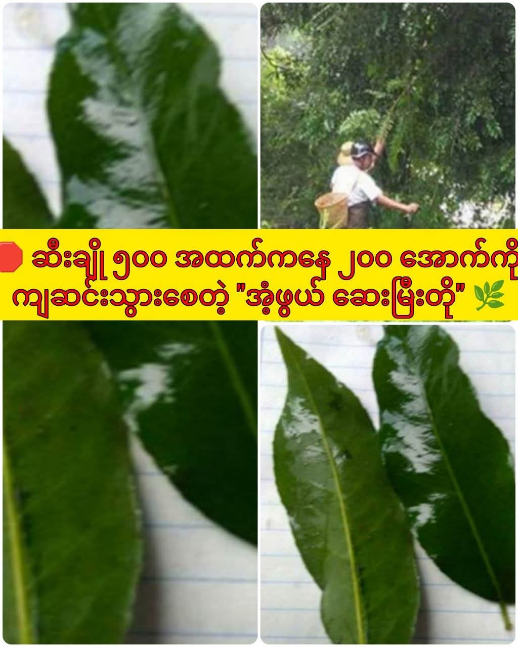 @ခင်