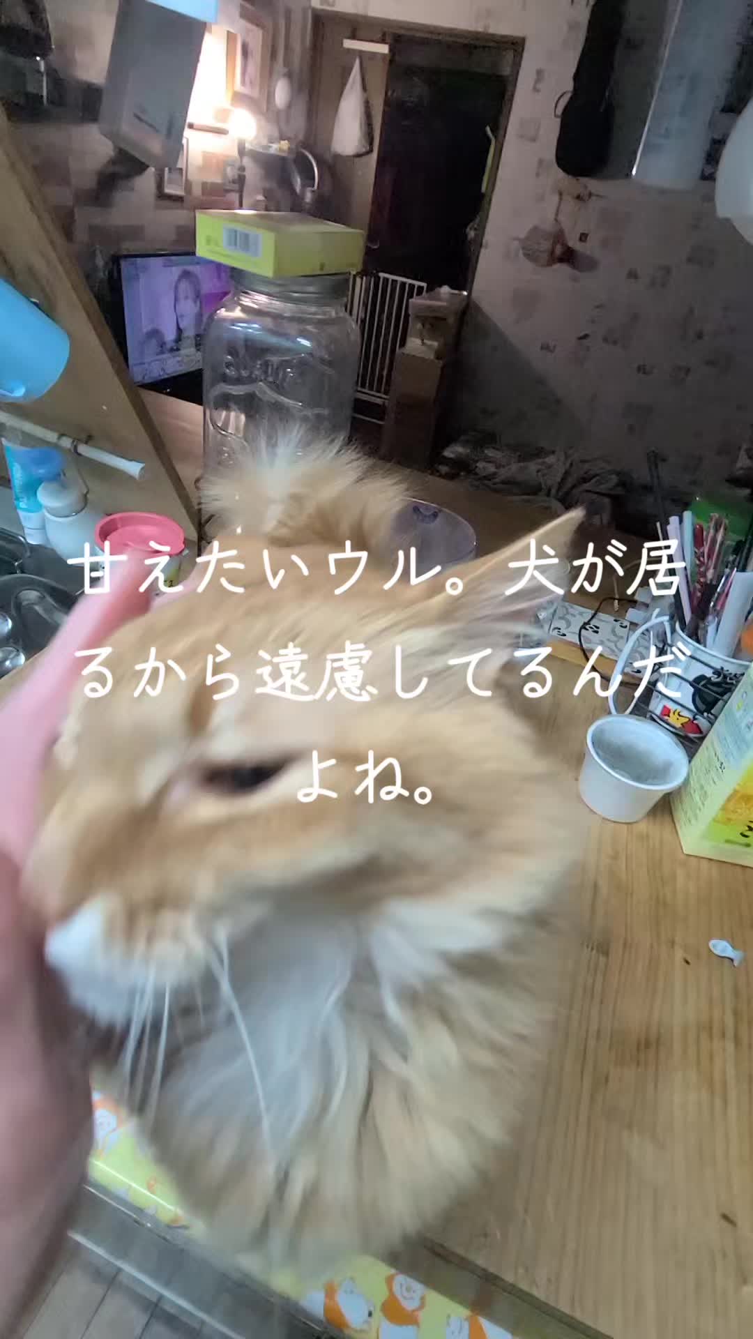 @沙亜代