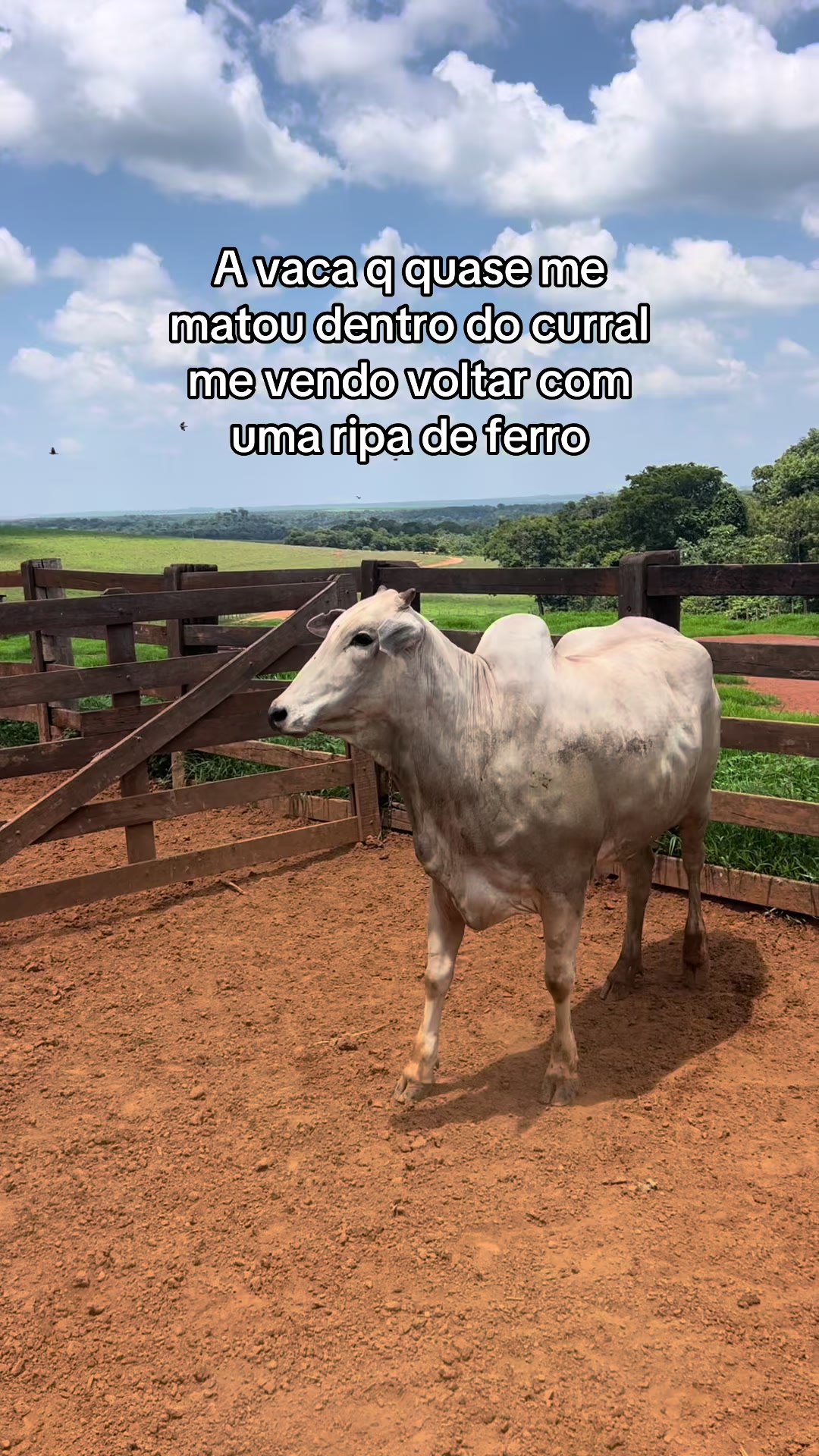 @renanboelter