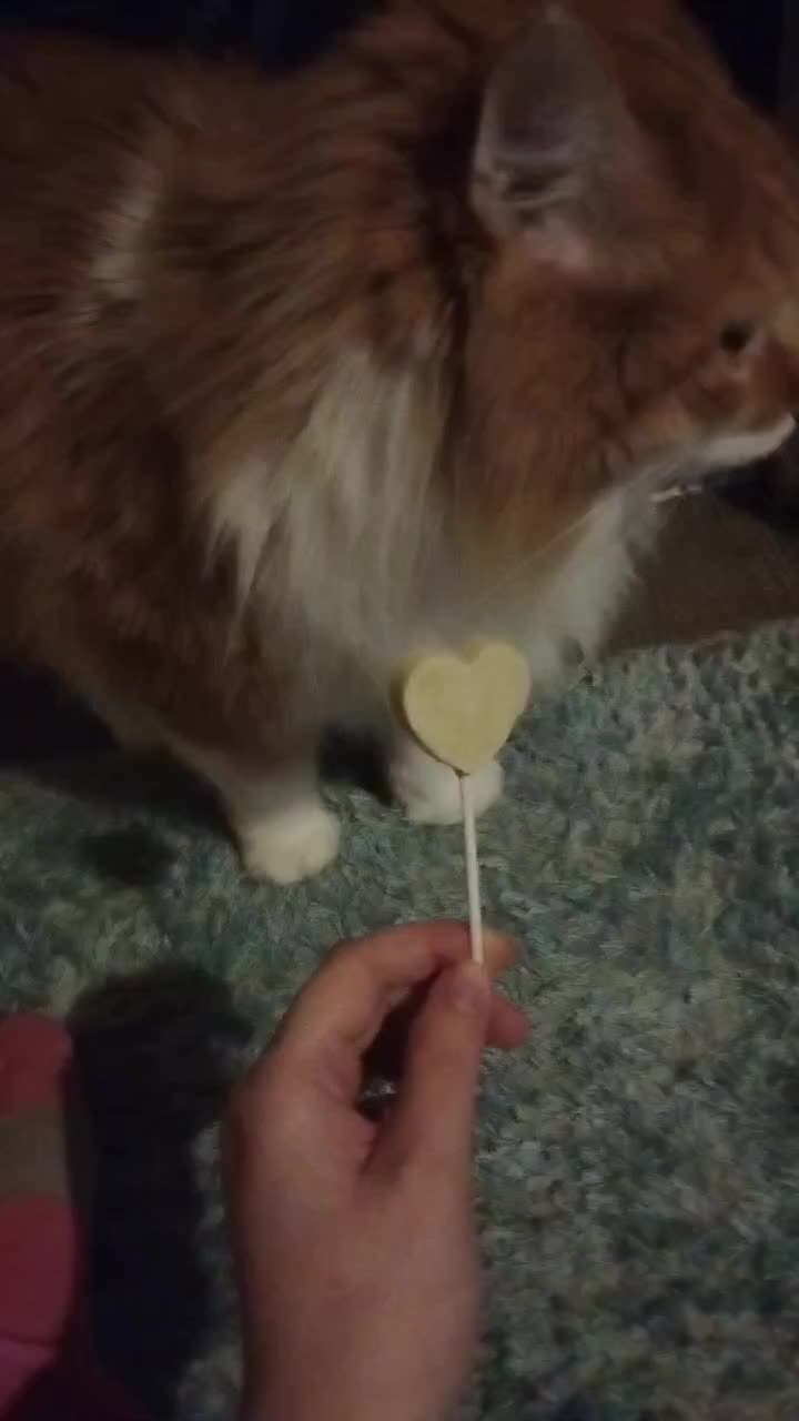 @neko kawaii chu