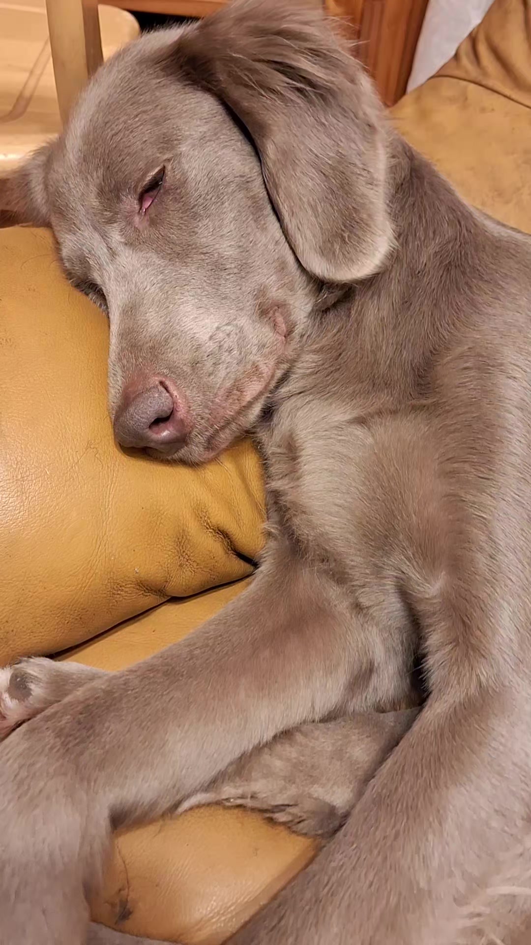 @大型犬3頭&小型老犬4頭多頭飼いの生活