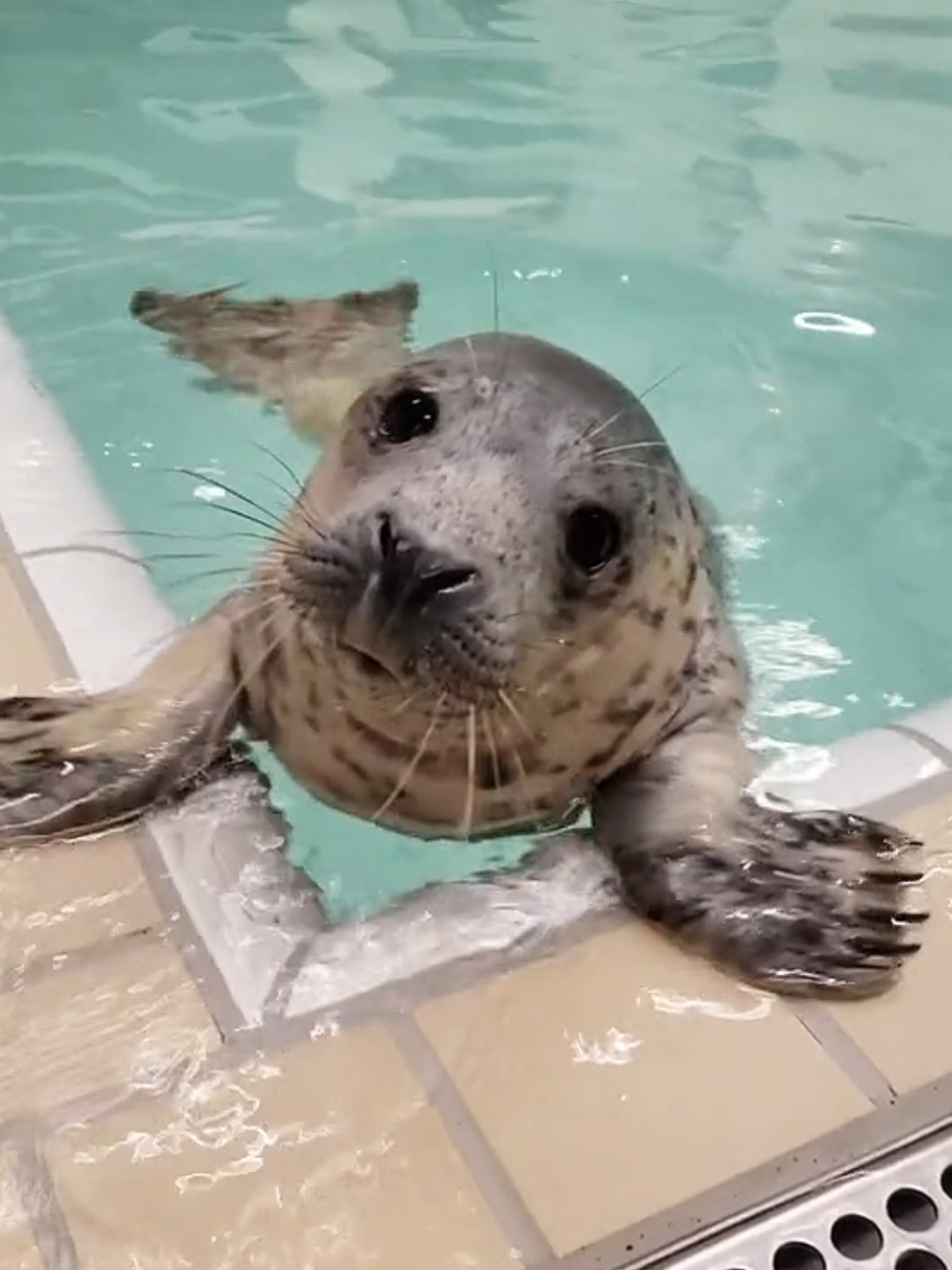 @🩷🎀 seal 🦭🩷