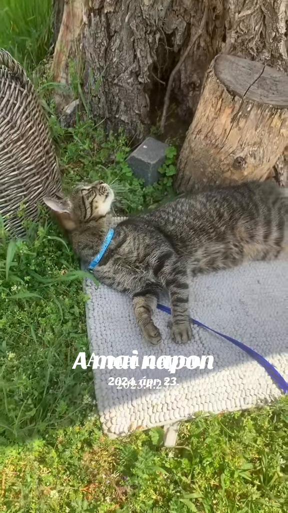 @Fodr&aacute;sz Timi