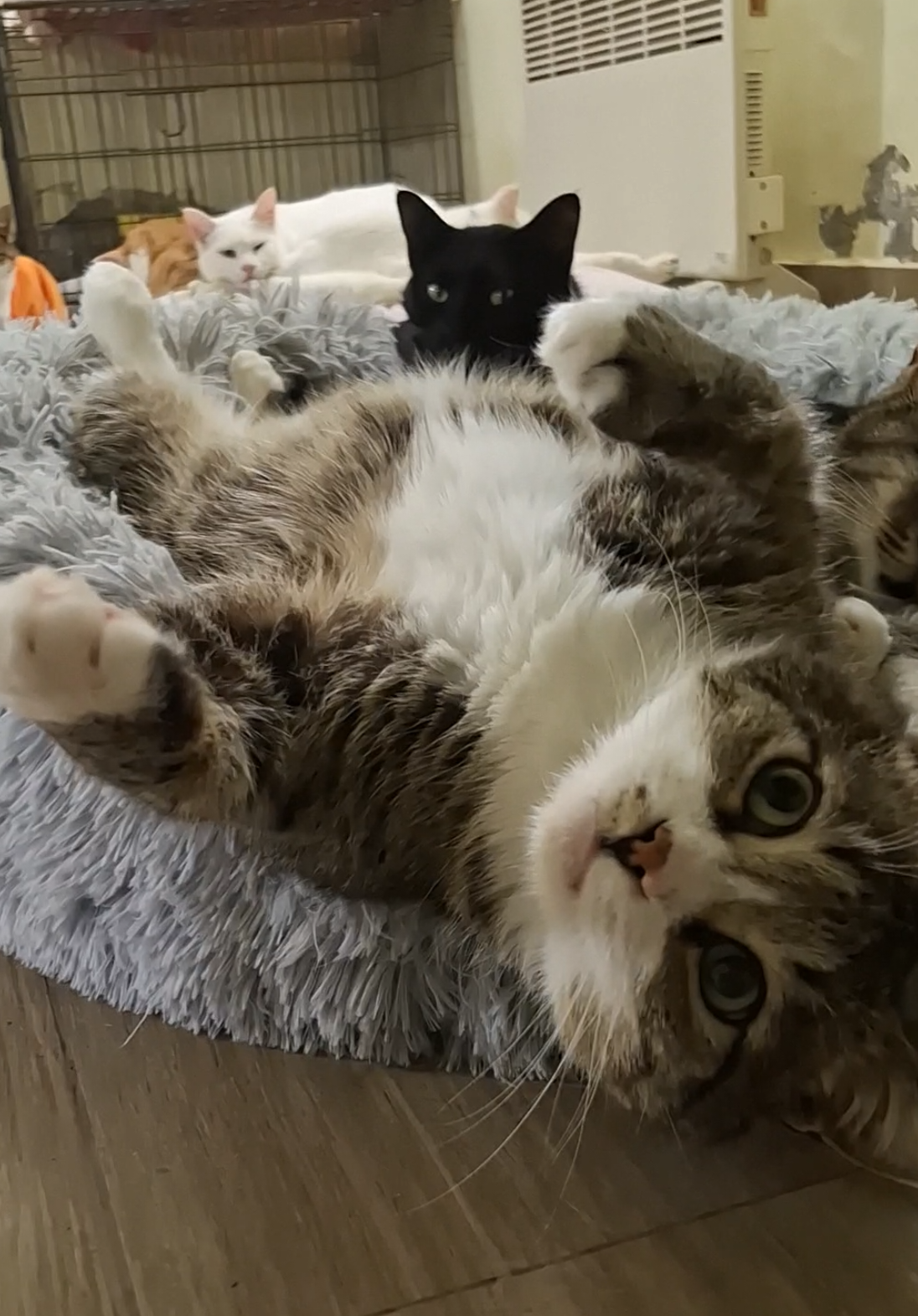 @CAToo Cat Rescue Armenia