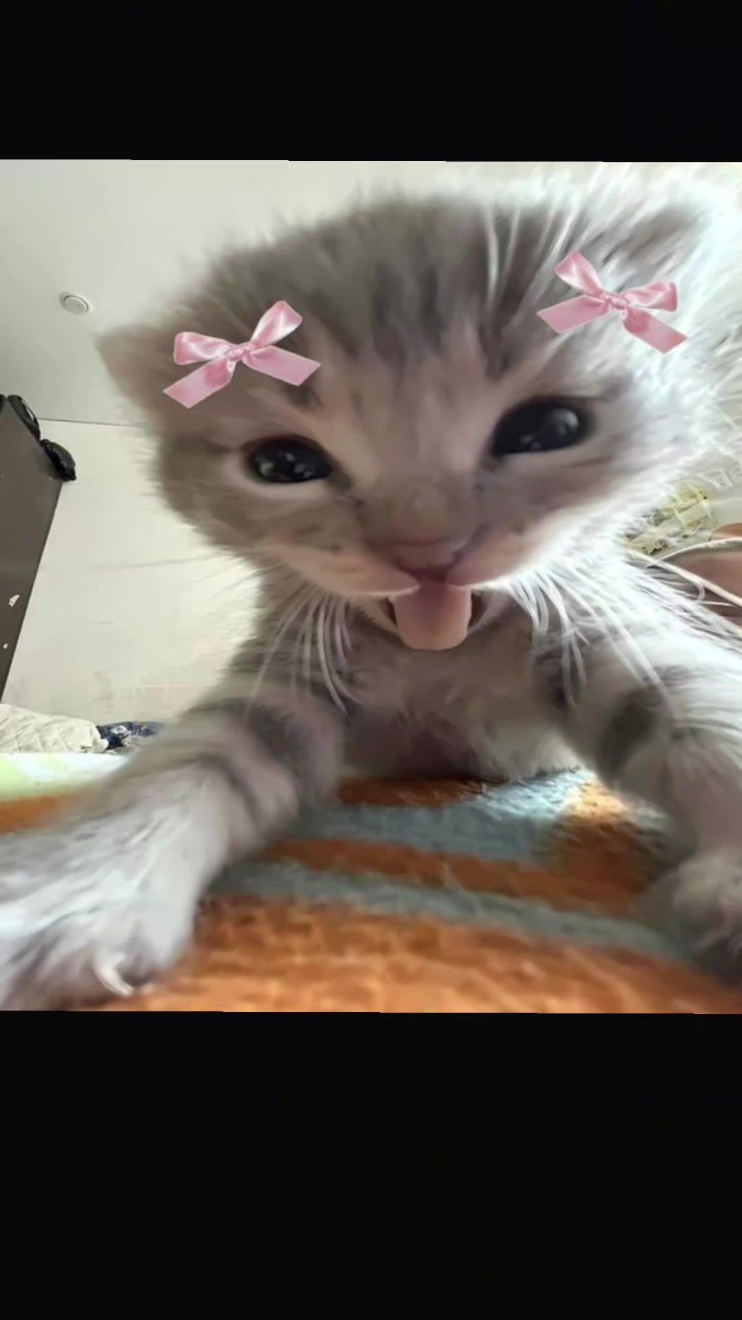 @cachorro fofinho ꉂꉂ(ᵔᗜᵔ◍)