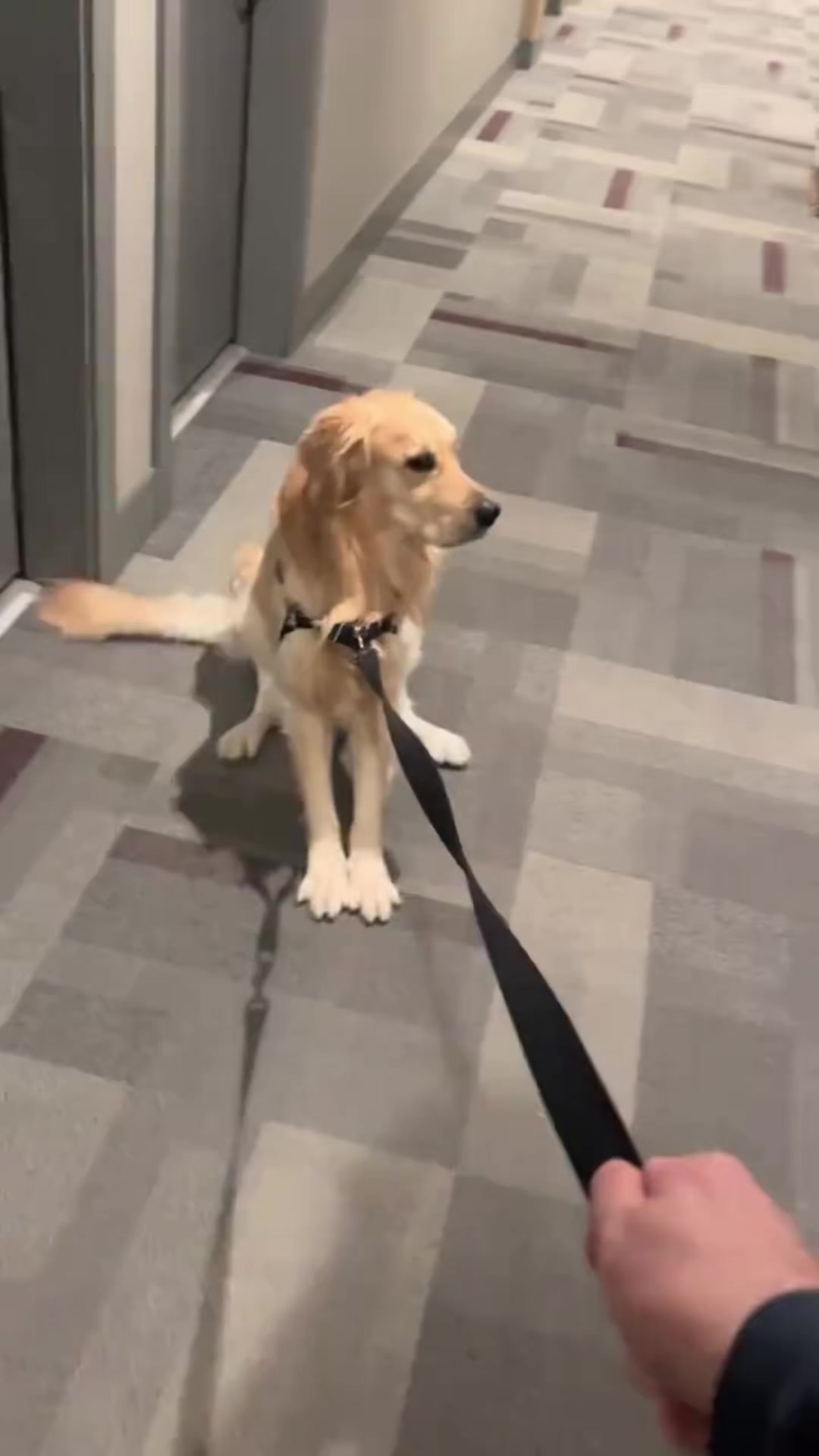 @FunnyAnimals