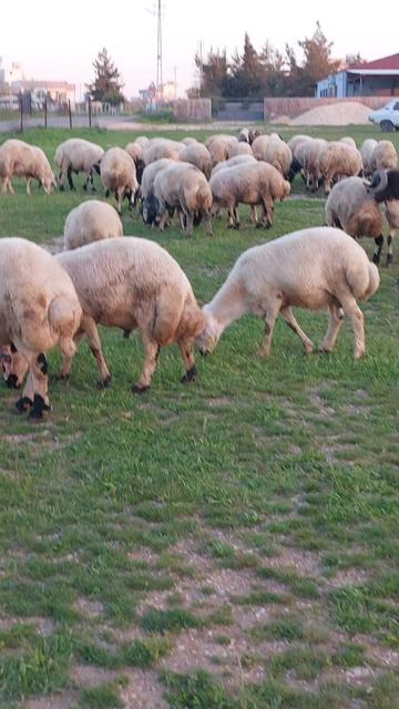 @Osmanlı Haydar Karak