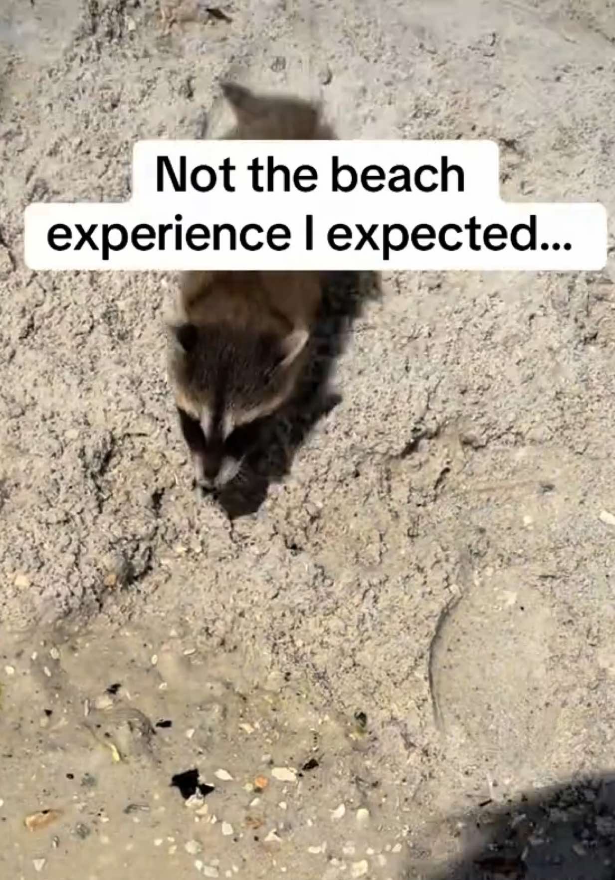 @snacky_chan_the_raccoon