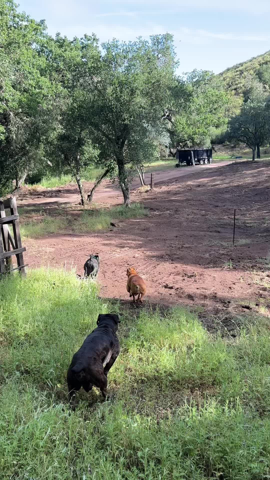 @Bigfoot Boerboels