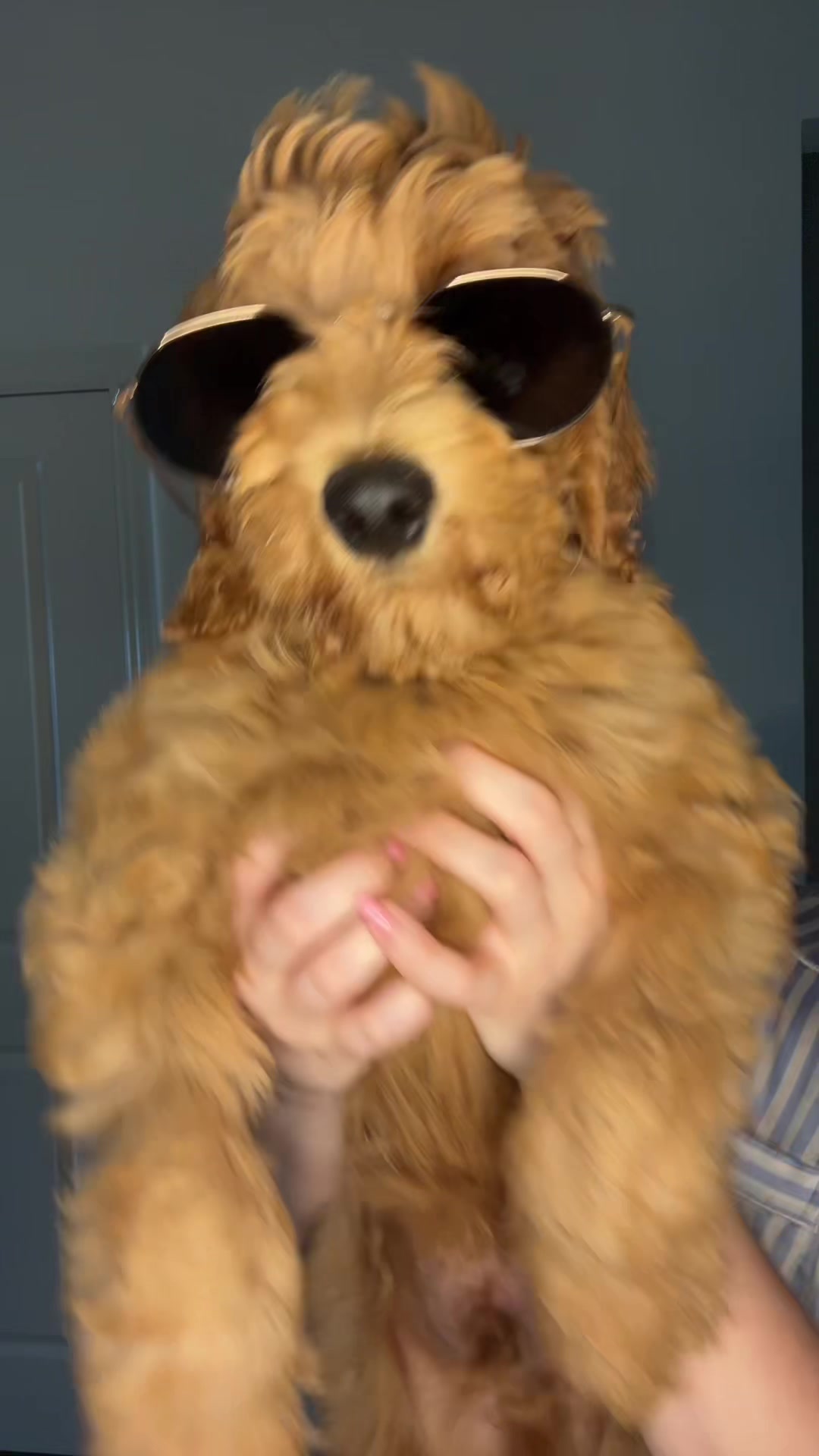 @Goose | Golden Doodle 🐶