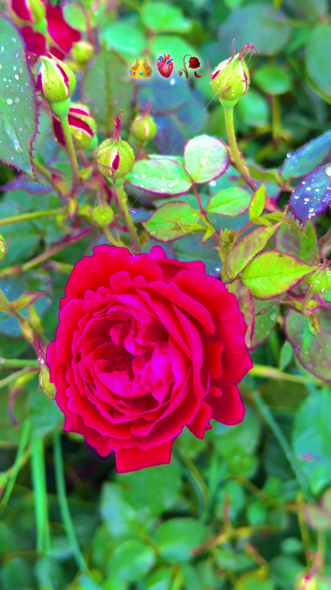 @پنجابی کلچر 🌾🍂