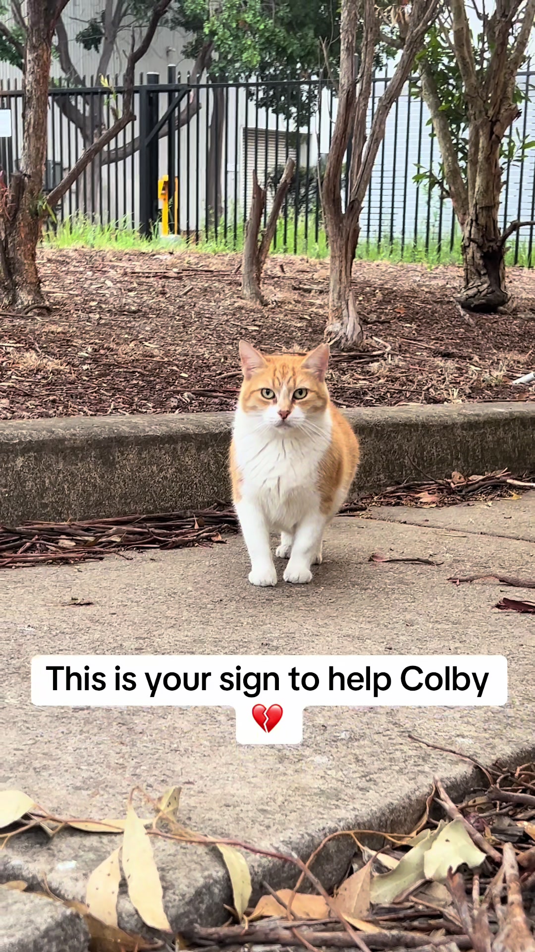 @safepawsau