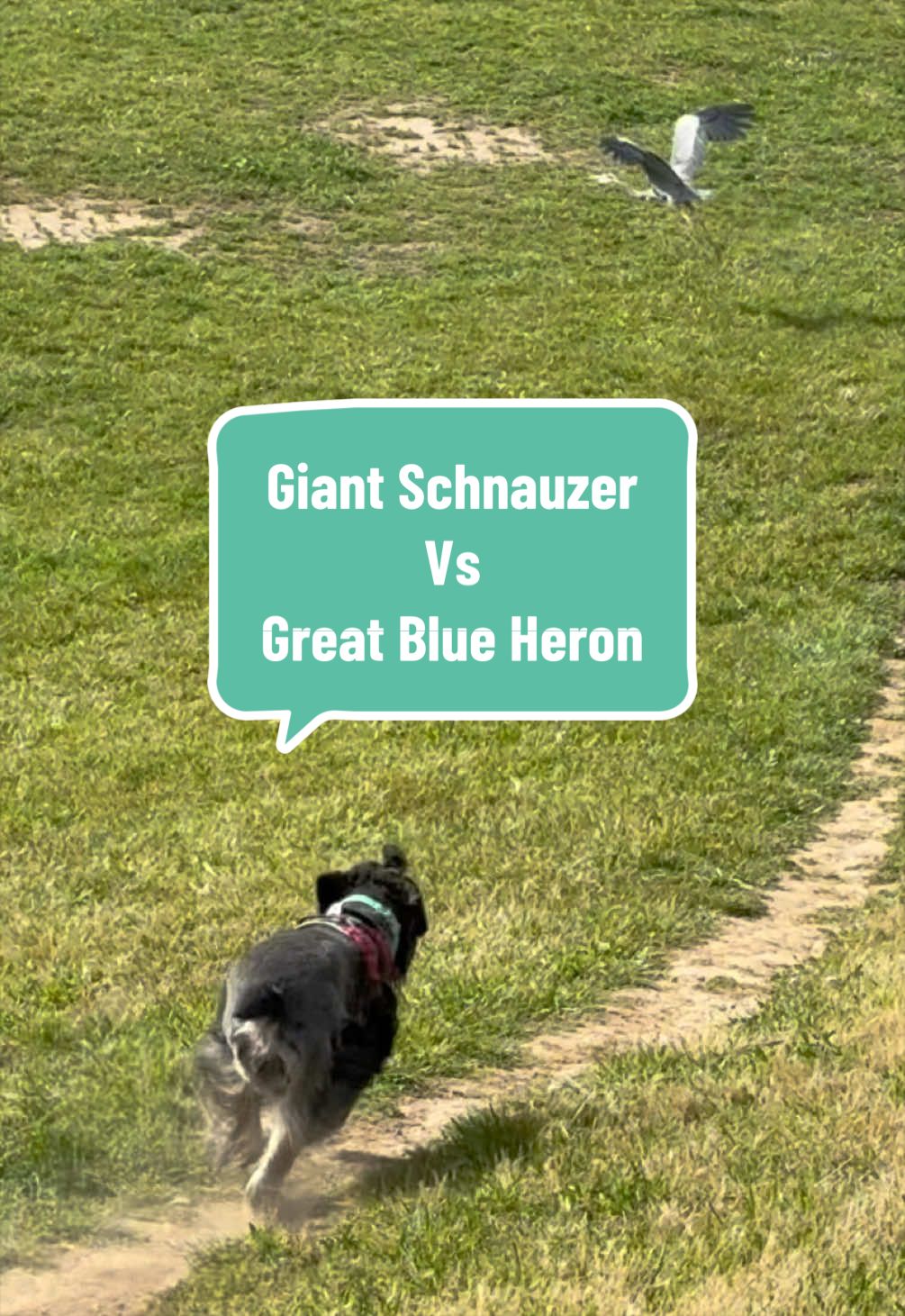 @scoopthegiant