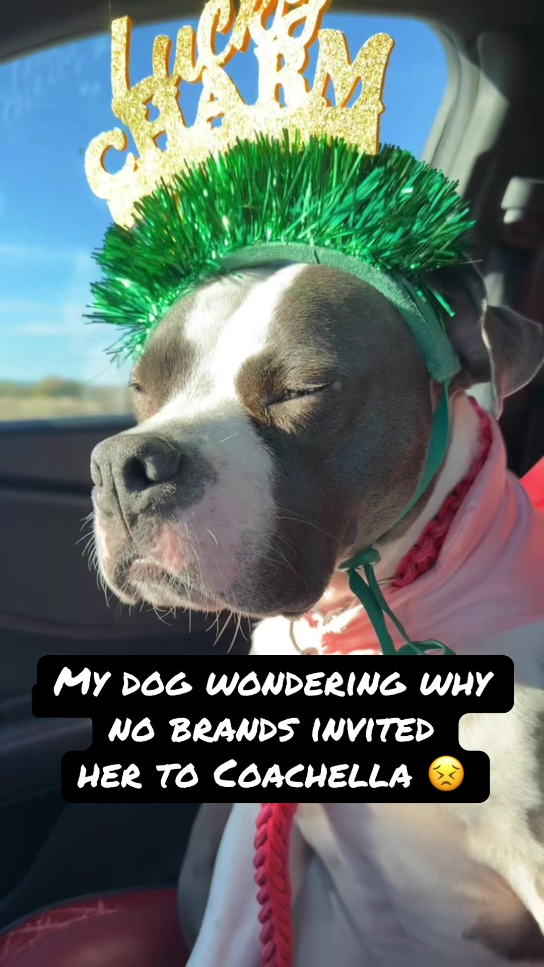 @Destructive dogs